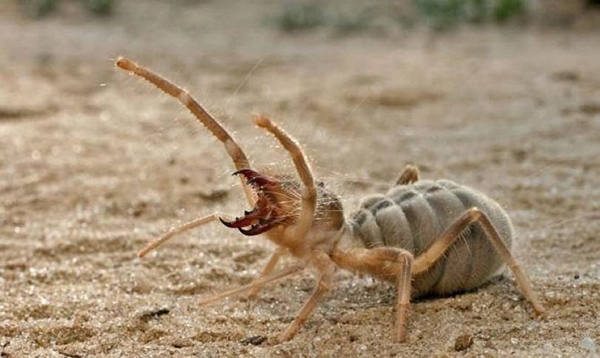 Batman’da Akrepten 10 kat daha zehirli örümcek görüldü