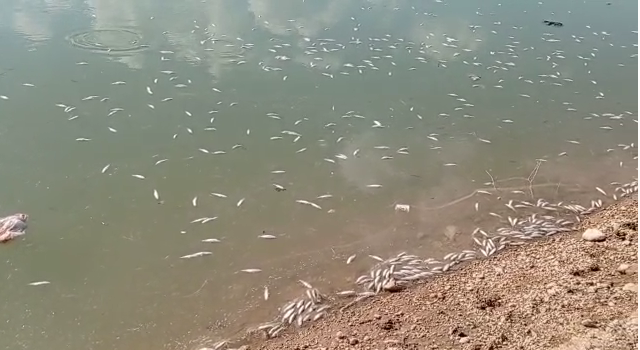 Hasankeyf’te binlerce balık öldü
