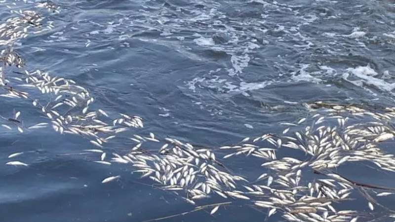 Dicle Nehri’nde binlerce balık öldü