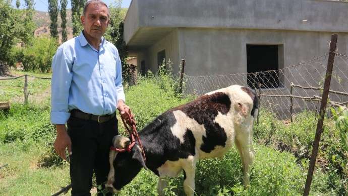 HDP’li eşbaşkanın bazı hayvanlarını öldürdüler bazılarını kaçırdılar
