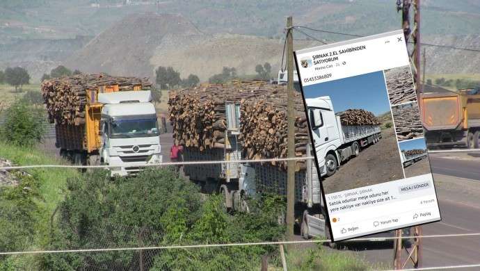 Şırnak’ta kesilen ağaçlar Facebook’ta satılıyor!