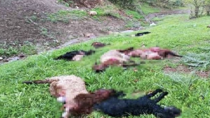 Kurt sürüsü 30 keçiyi öldürdü