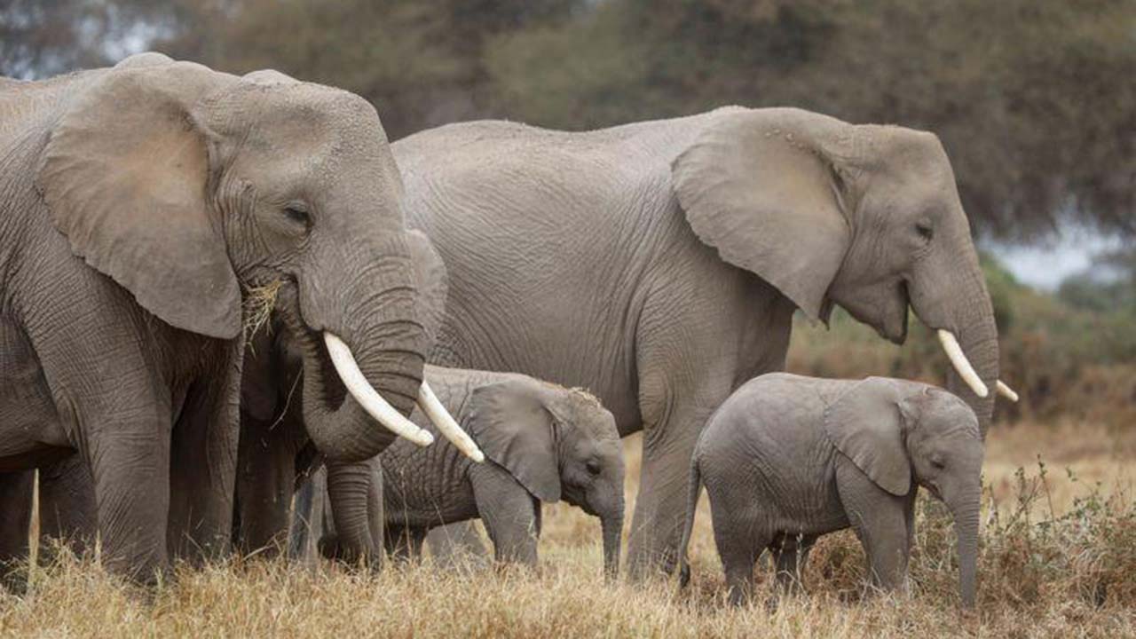 Araştırma: Kanserin çaresi fillerin testislerinde olabilir