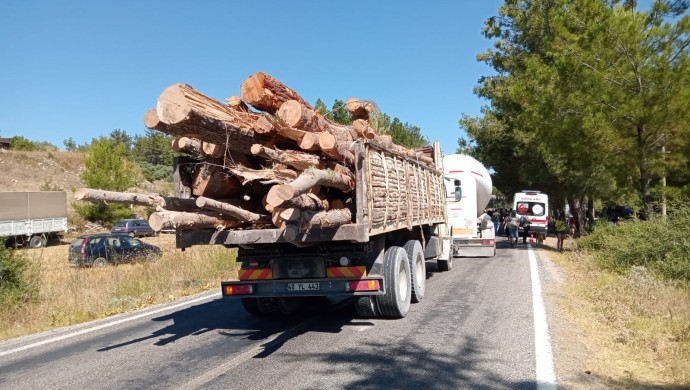 Kesilen asırlık ağaçlar kamyonlarla taşınıyor