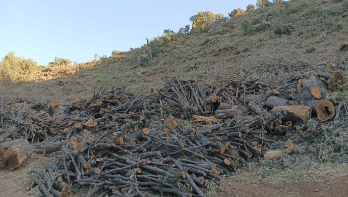 Biliga’da ağaç kıyımı: Zorluk çıkarırsanız köye girişleriniz yasaklanır